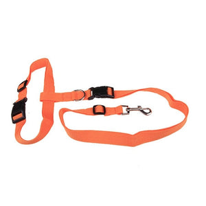 Dog Running Leash