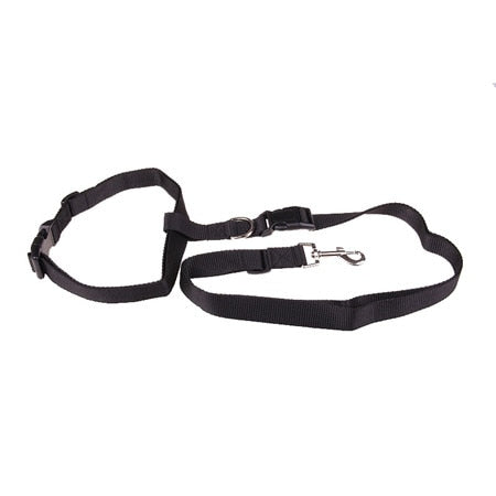 Image of Dog Running Leash