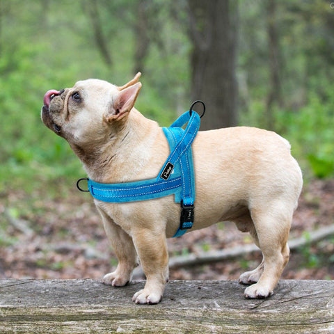 Image of Slip-On Dog Harness