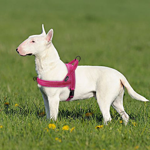 Image of Slip-On Dog Harness