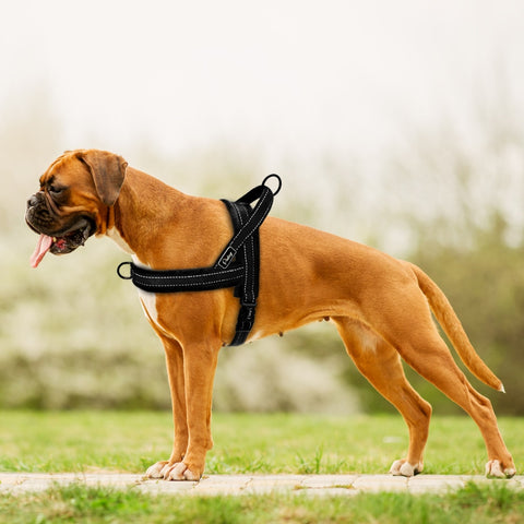 Image of Slip-On Dog Harness