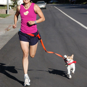 Dog Running Leash